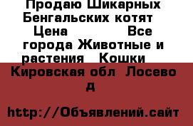 Продаю Шикарных Бенгальских котят › Цена ­ 17 000 - Все города Животные и растения » Кошки   . Кировская обл.,Лосево д.